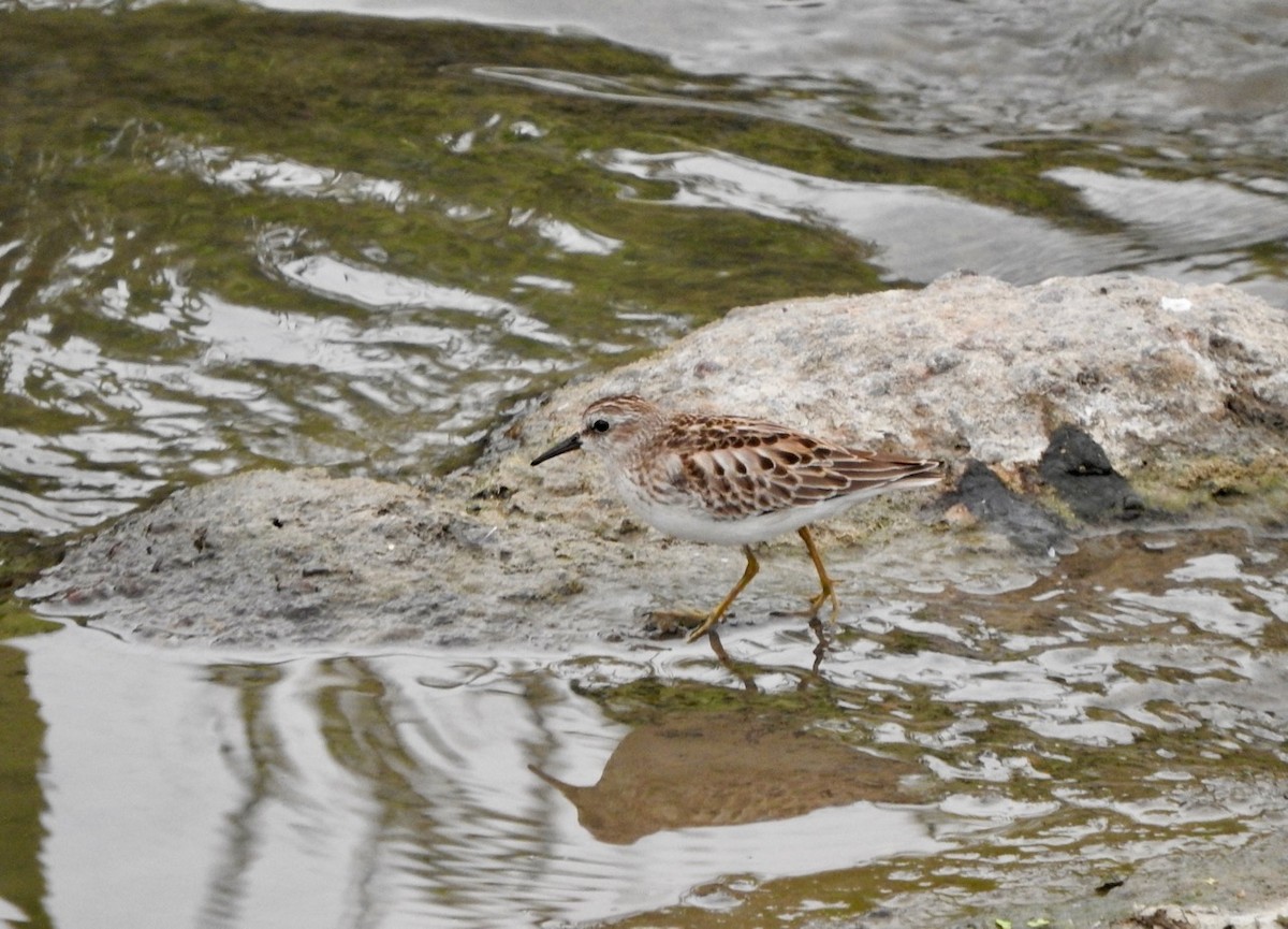 Least Sandpiper - ML261189861