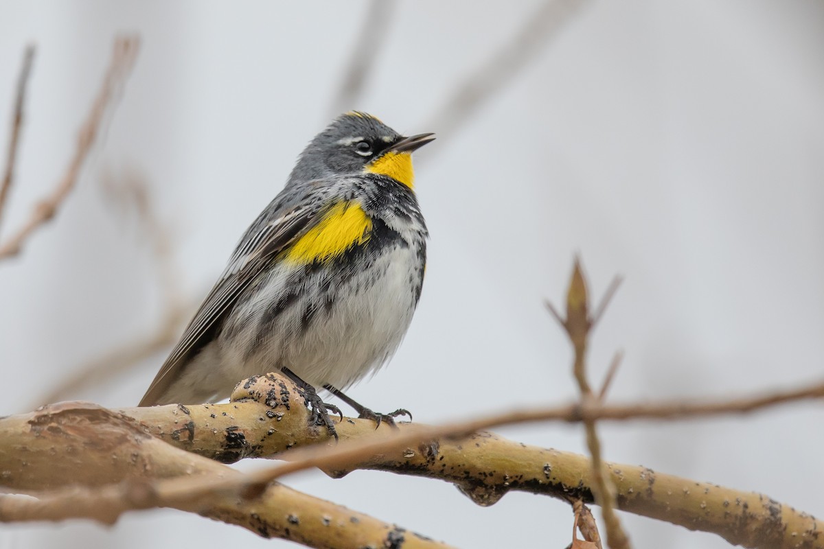 Yellow-rumped Warbler (Myrtle x Audubon's) - ML261190531