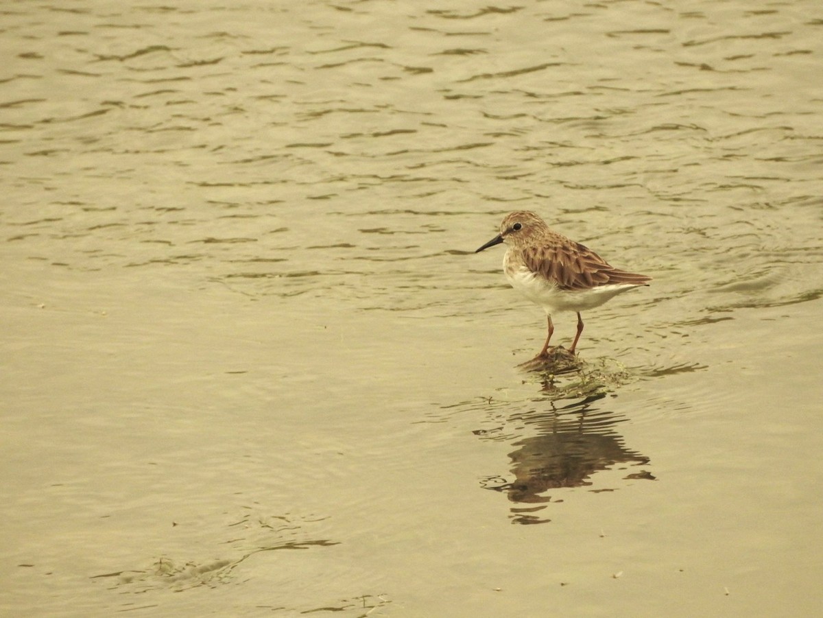 Least Sandpiper - ML261190561