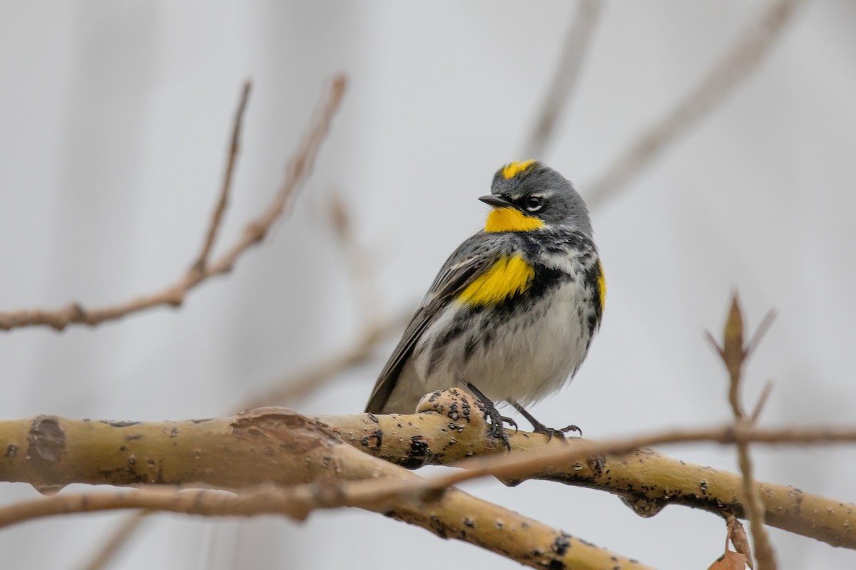 Yellow-rumped Warbler (Myrtle x Audubon's) - ML261190711