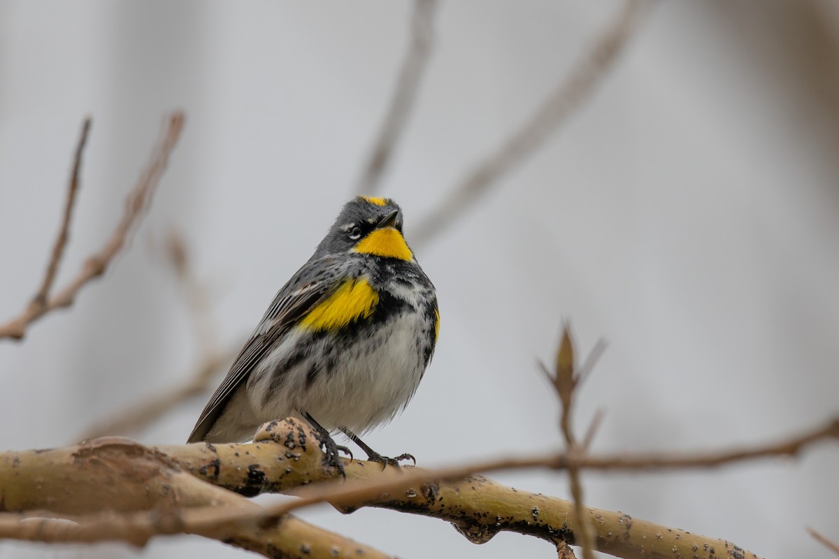 Paruline à croupion jaune (coronata x auduboni) - ML261190781