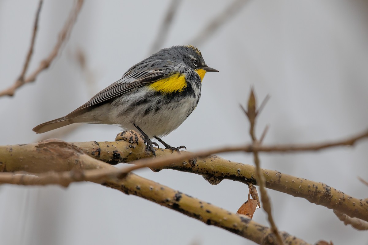 Yellow-rumped Warbler (Myrtle x Audubon's) - ML261190991