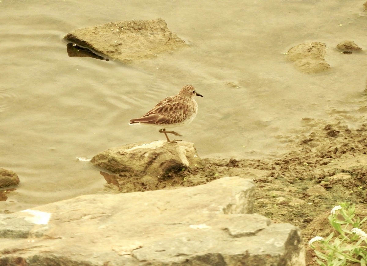 Least Sandpiper - ML261191241