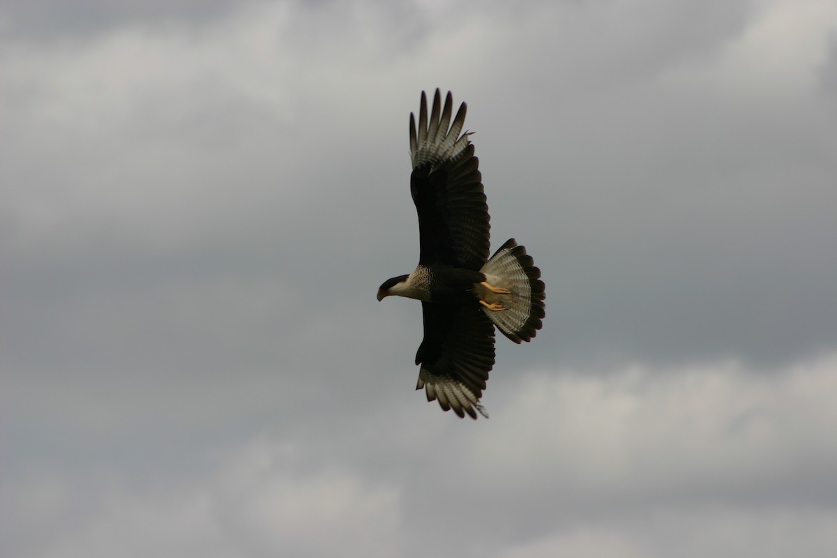 Crested Caracara (Northern) - ML26119221