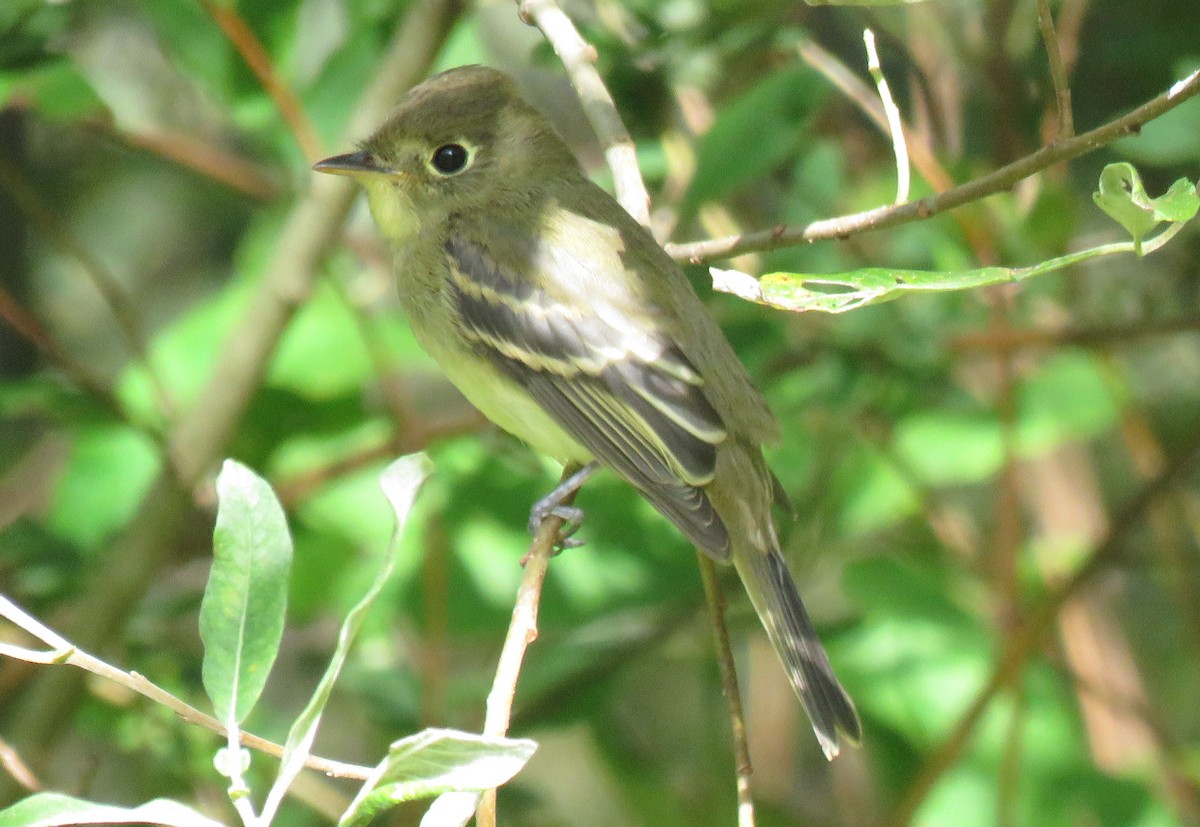 Western Flycatcher (Pacific-slope) - ML261193001