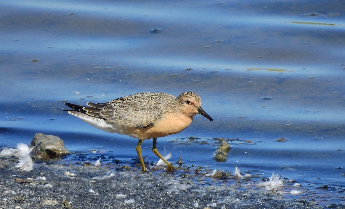 Red Knot - ML261193011