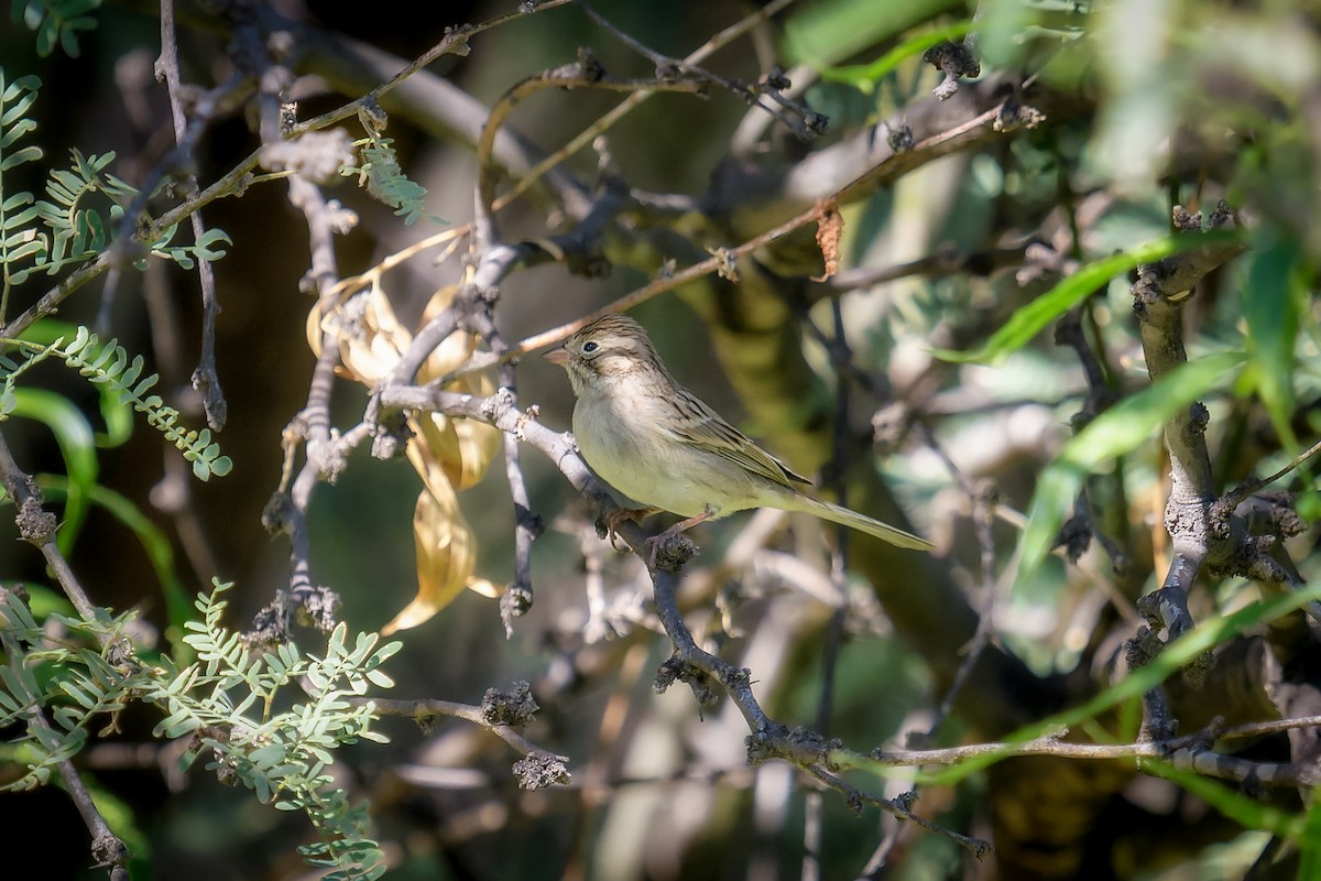 Brewer's Sparrow - ML261193951