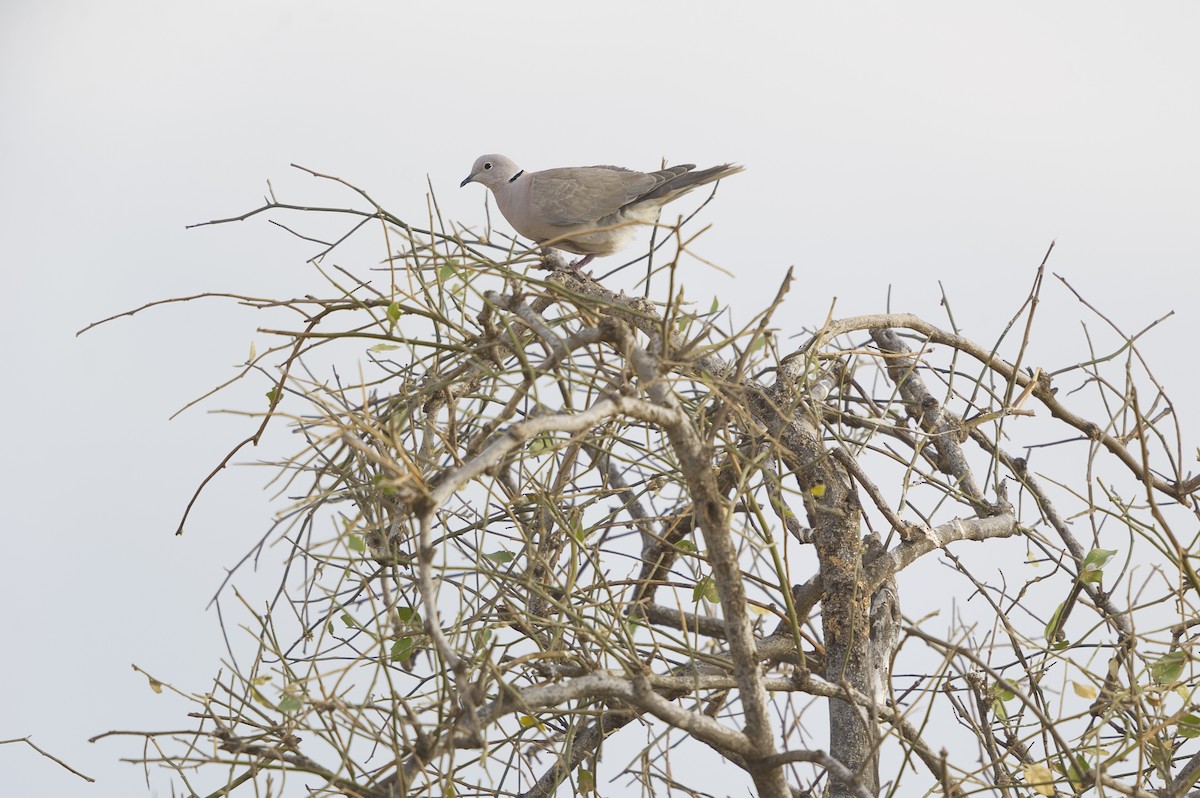 African Collared-Dove - Jérémy Calvo