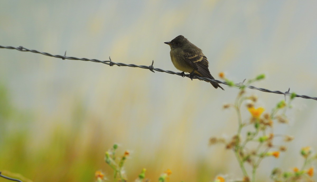 Western Wood-Pewee - ML261195161