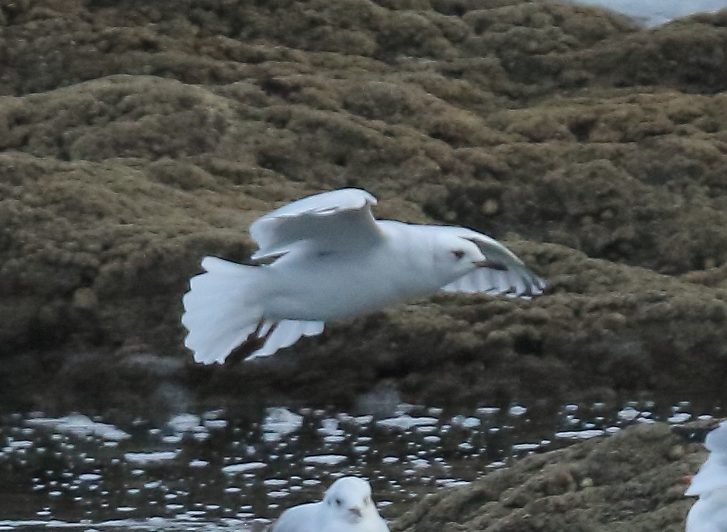 Mediterranean Gull - ML261195251