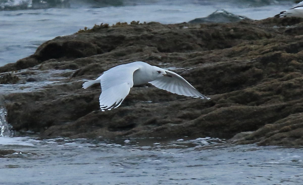 Mediterranean Gull - ML261195261