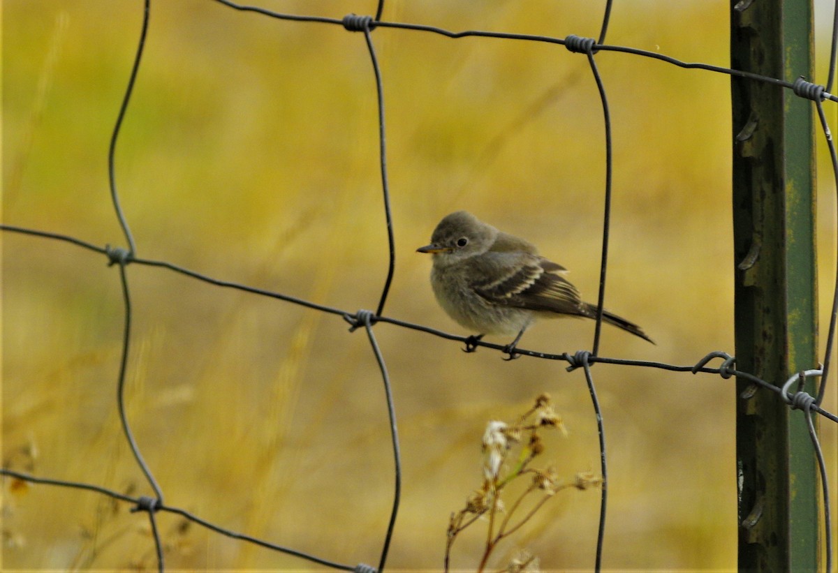 Gray Flycatcher - ML261195391