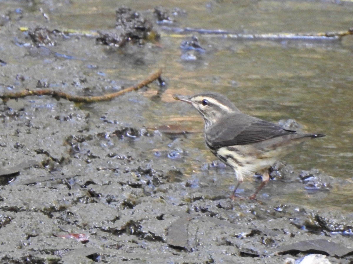 Northern Waterthrush - ML261196311