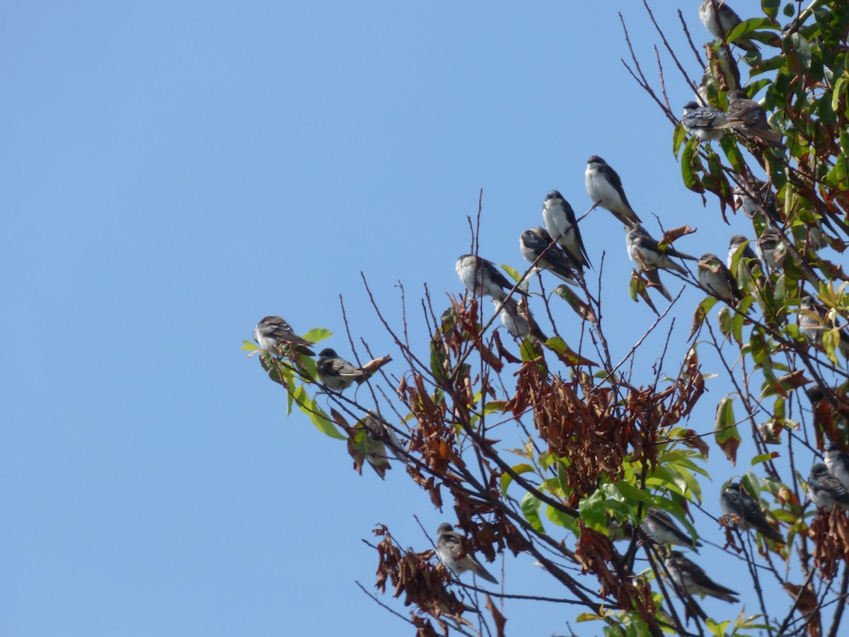 Tree Swallow - Larry Bausher