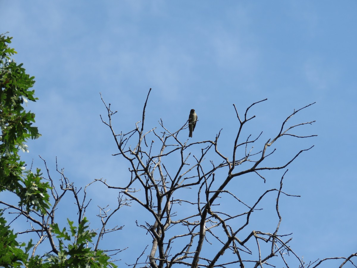 Western Wood-Pewee - ML261196901