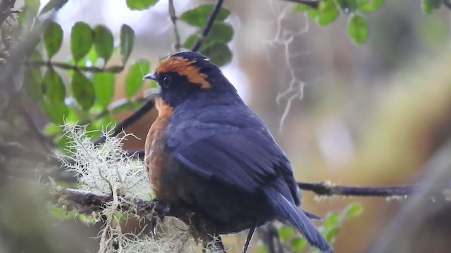 アカマユモリフウキンチョウ - ML261197661