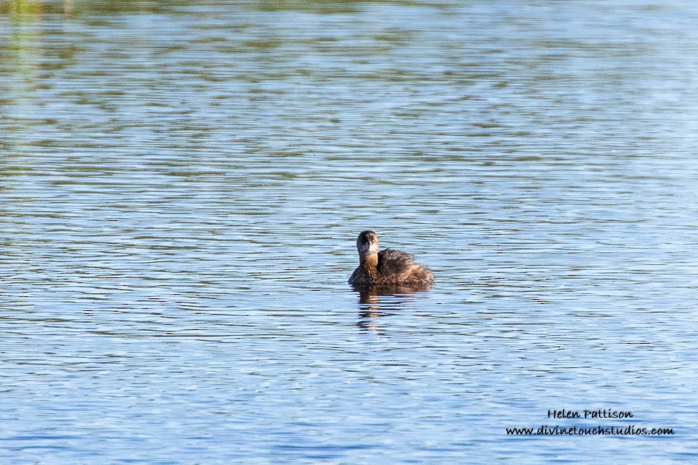 Eared Grebe - ML261197851