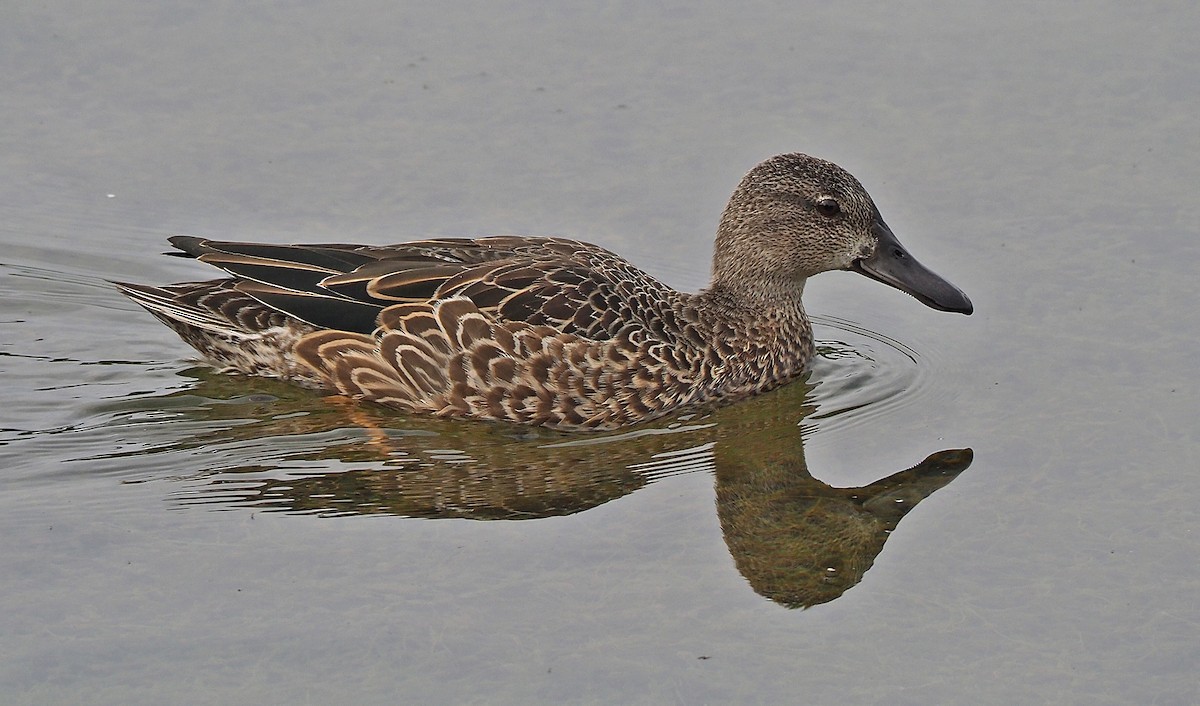 Blue-winged Teal - Gordon Johnston