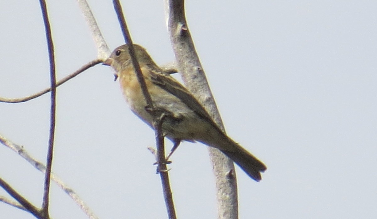 Lazuli Bunting - ML261198651