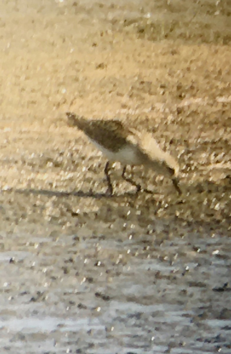 Little Stint - ML261198981