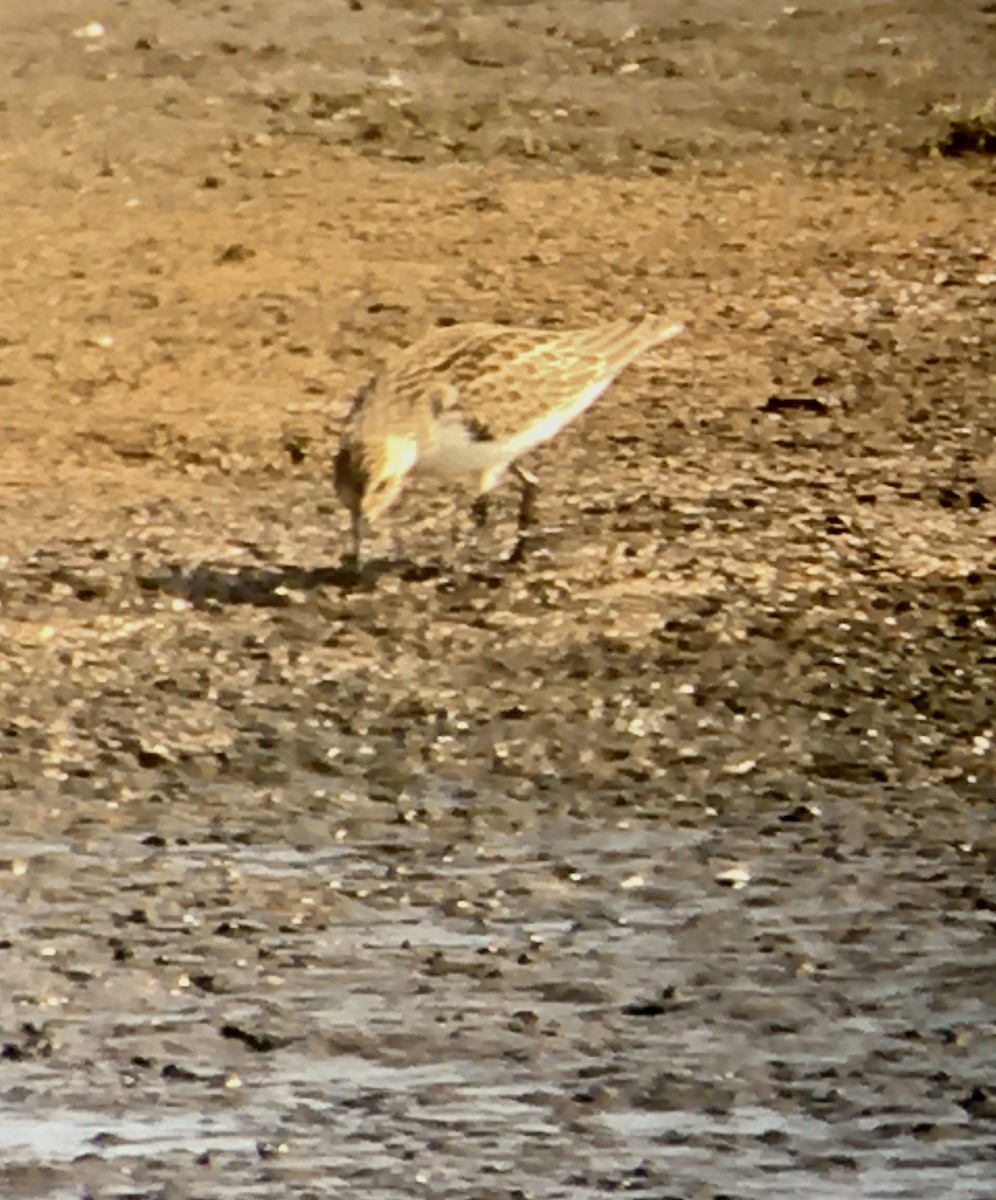 Little Stint - ML261198991