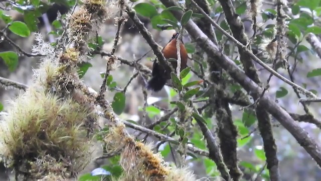 Rufous-browed Hemispingus - ML261200901