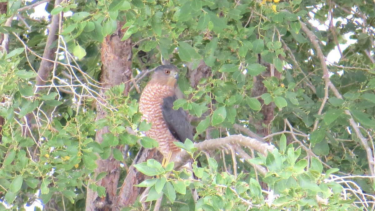 Cooper's Hawk - Merri R