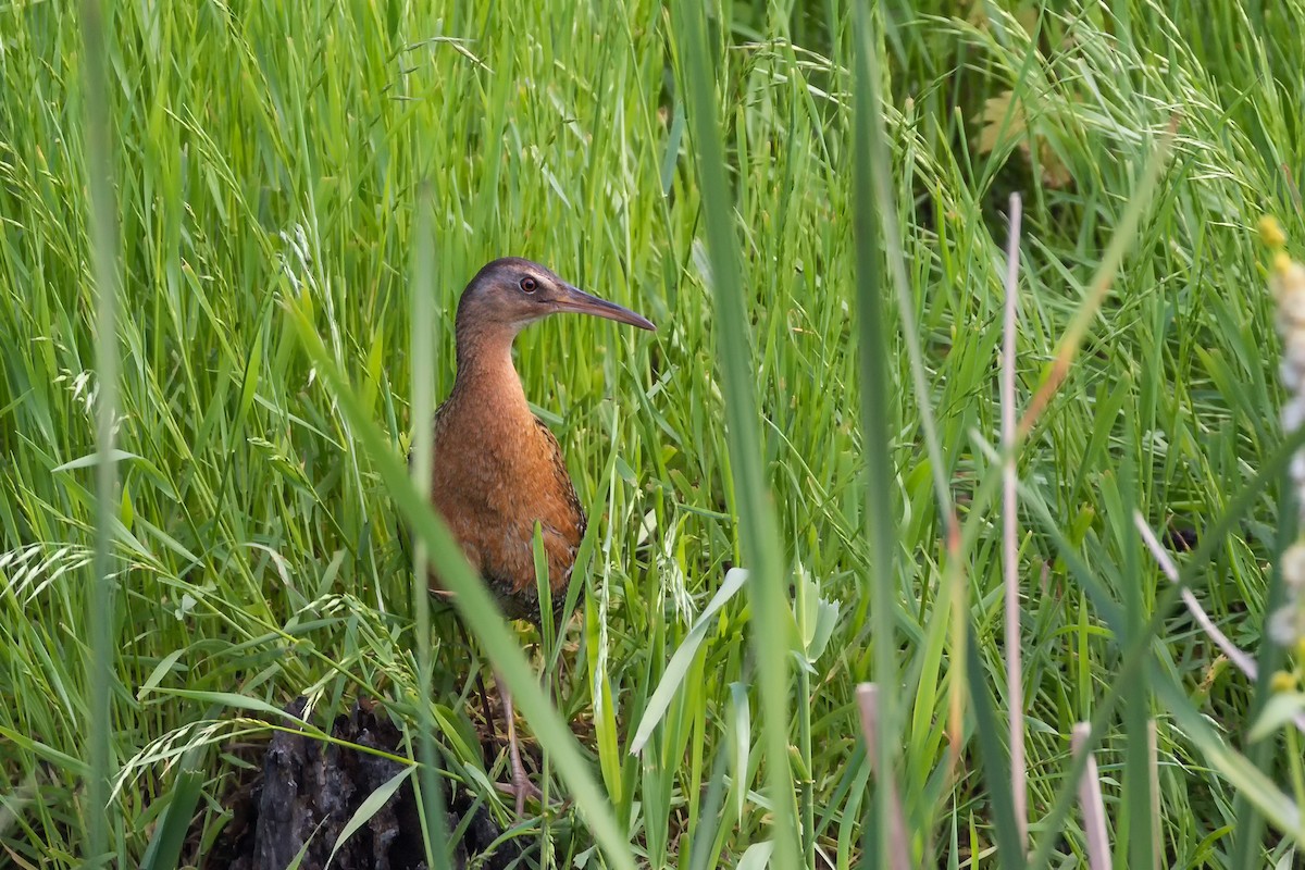 King Rail - ML261202241