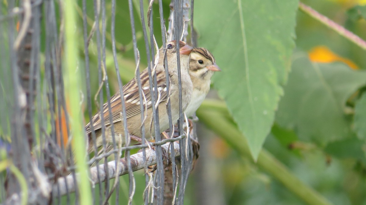 Clay-colored Sparrow - Merri R