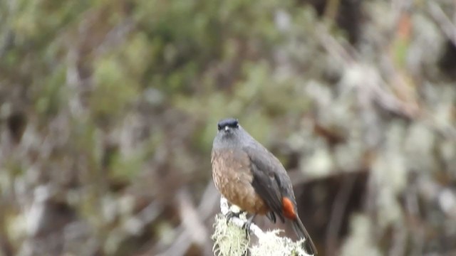 Bay-vented Cotinga - ML261202441