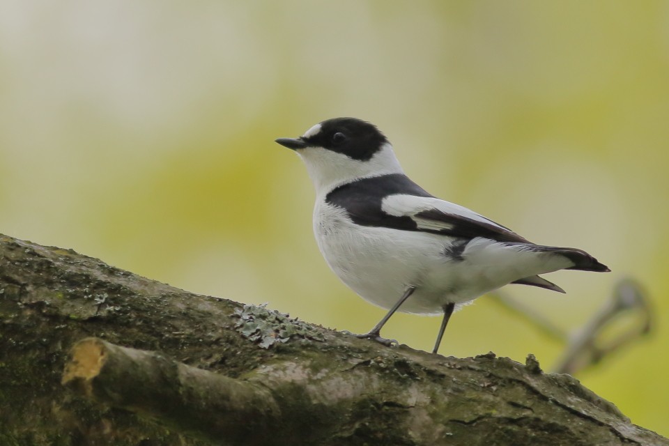 Collared Flycatcher - Vladislav Železný