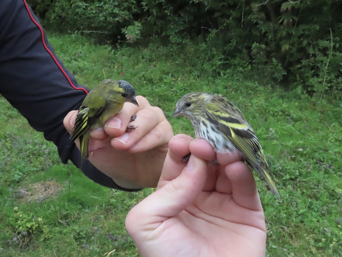 Eurasian Siskin - David Campbell