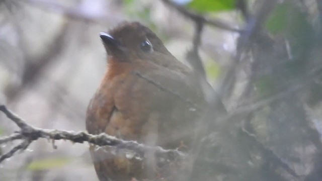 Chachapoyas Antpitta - ML261204021