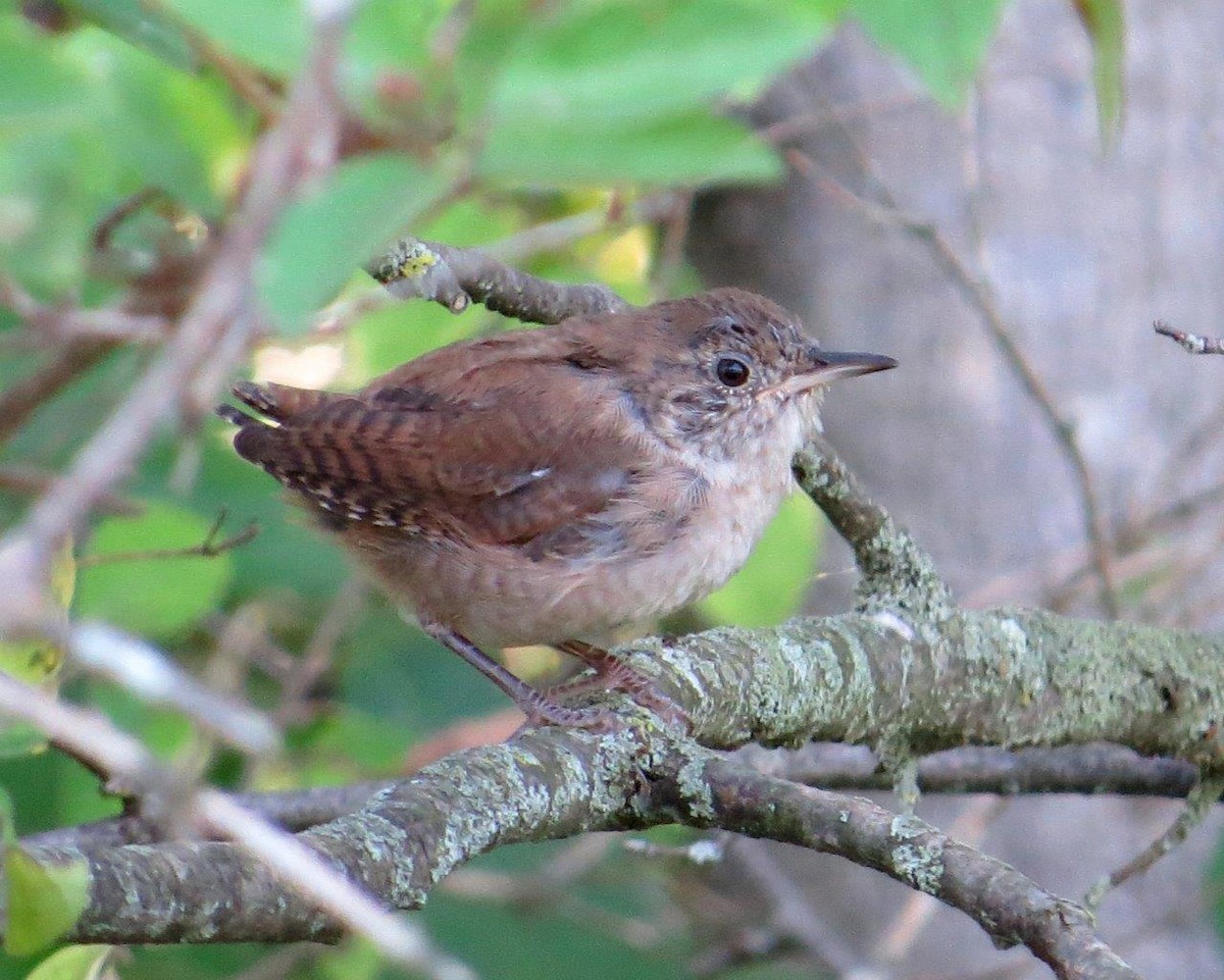 Northern House Wren - Michael DeWispelaere