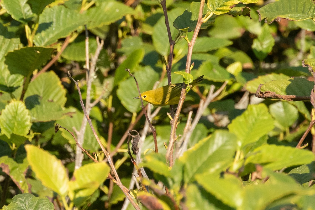 Paruline jaune - ML261205421