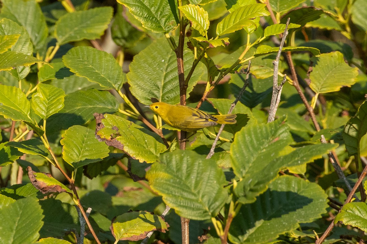 Paruline jaune - ML261205441