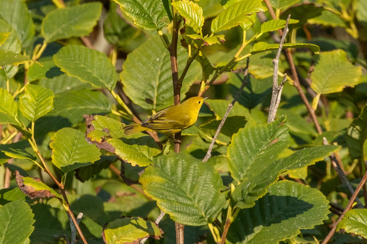Paruline jaune - ML261205451