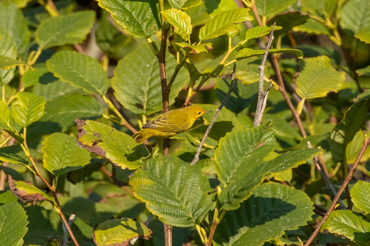 Paruline jaune - ML261205461