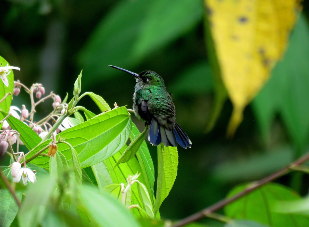 Purple-chested Hummingbird - ML261211811