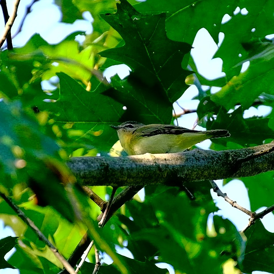 Philadelphia Vireo - ML261212421