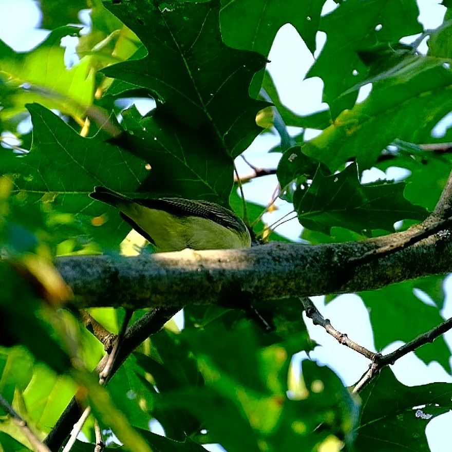 Philadelphia Vireo - ML261212431
