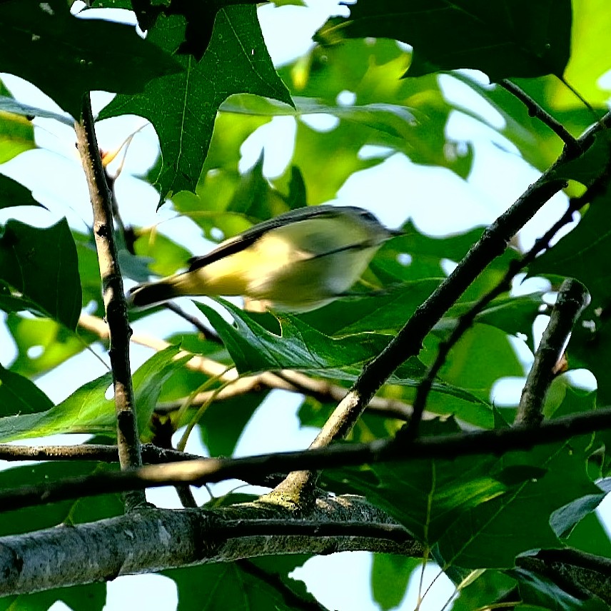Philadelphia Vireo - ML261212441