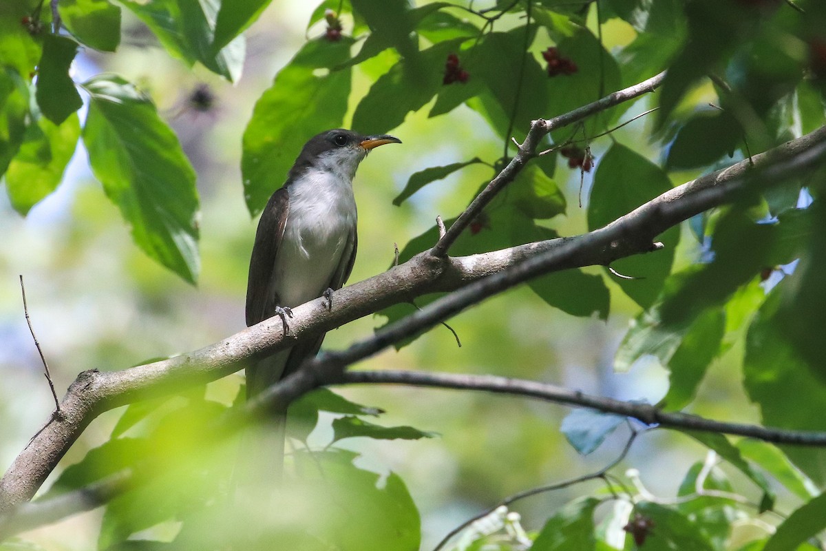 Yellow-billed Cuckoo - ML261212831