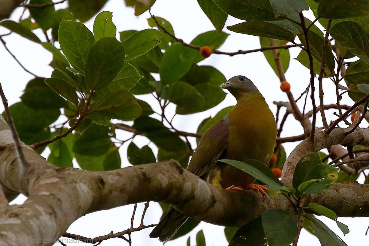 Yellow-footed Green-Pigeon - ML26121611