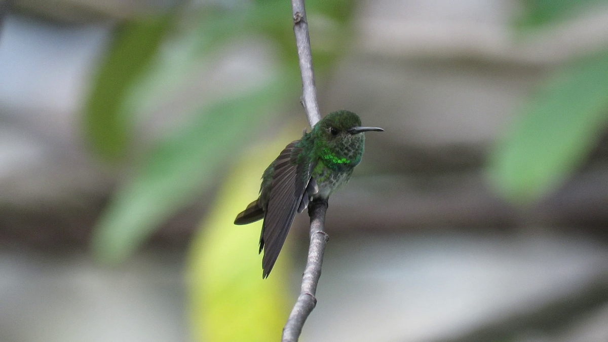 kolibřík západokolumbijský - ML261216571