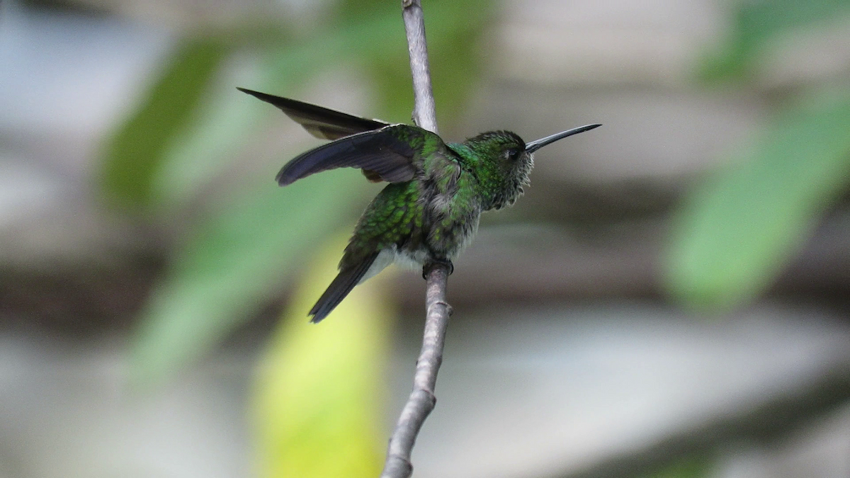 kolibřík západokolumbijský - ML261216581