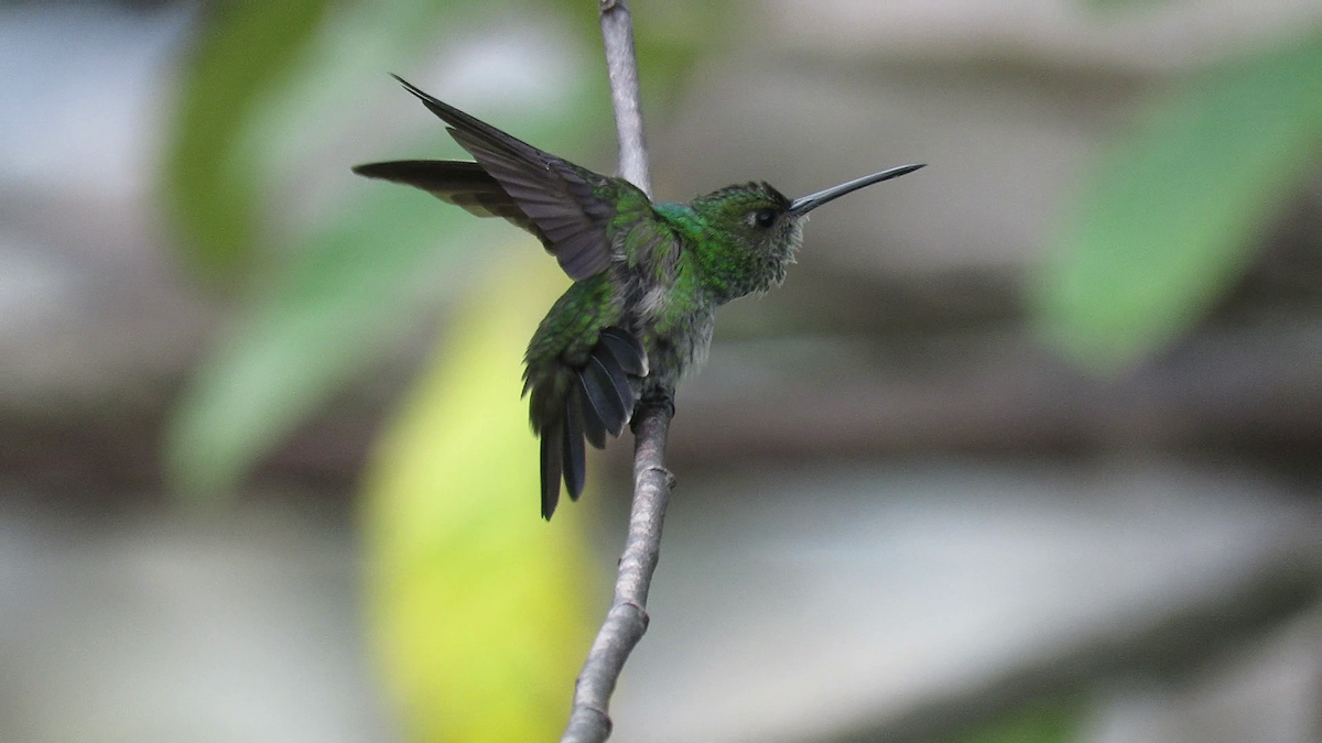 kolibřík západokolumbijský - ML261216591