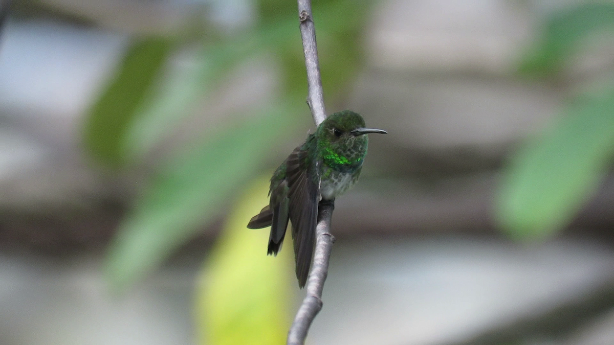 kolibřík západokolumbijský - ML261216611
