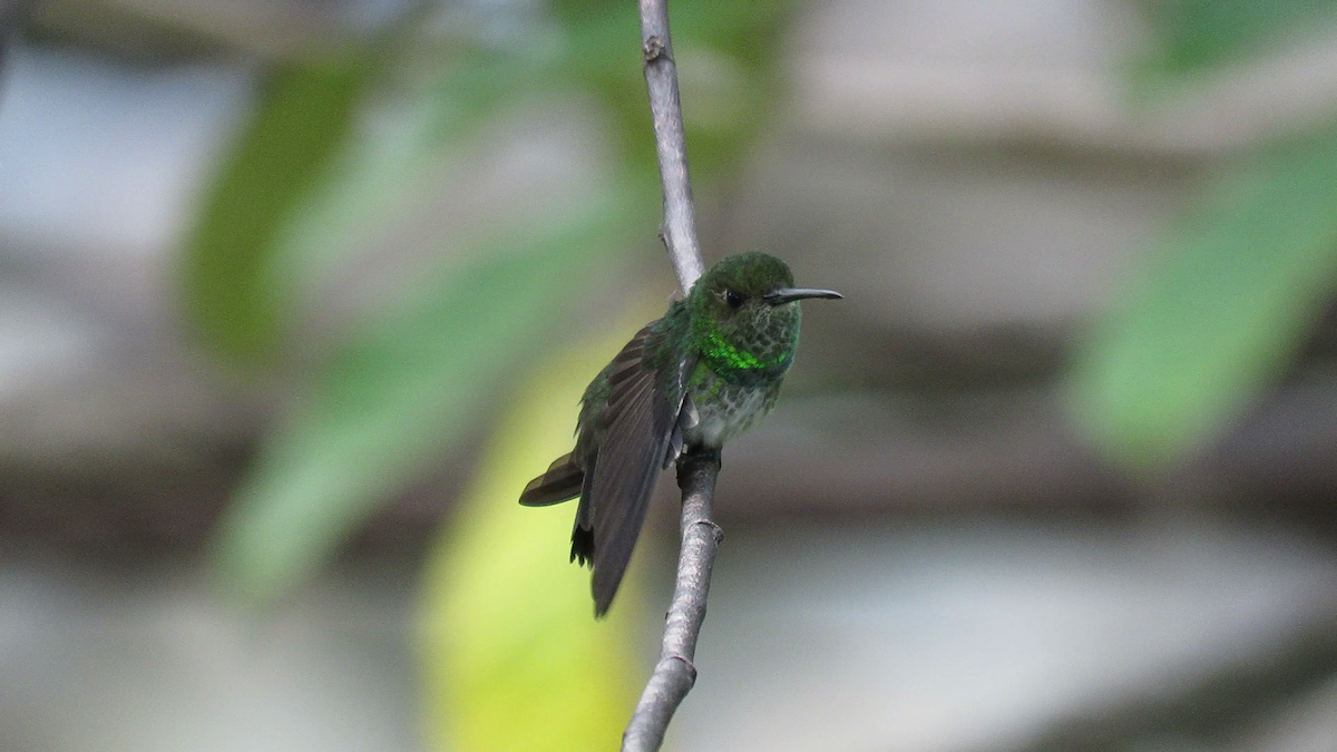 kolibřík západokolumbijský - ML261216641