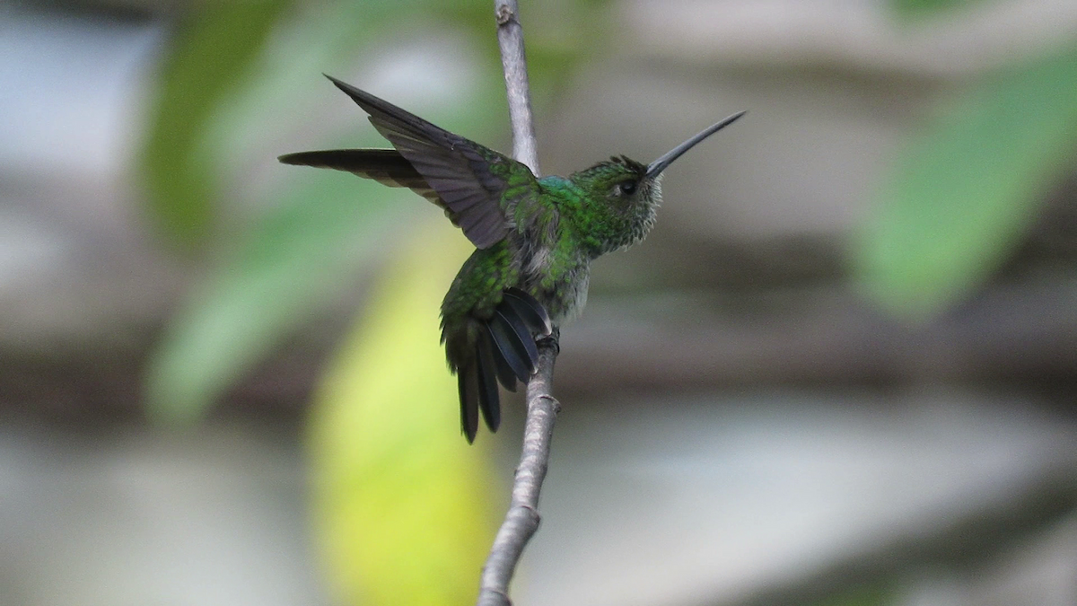 kolibřík západokolumbijský - ML261216651